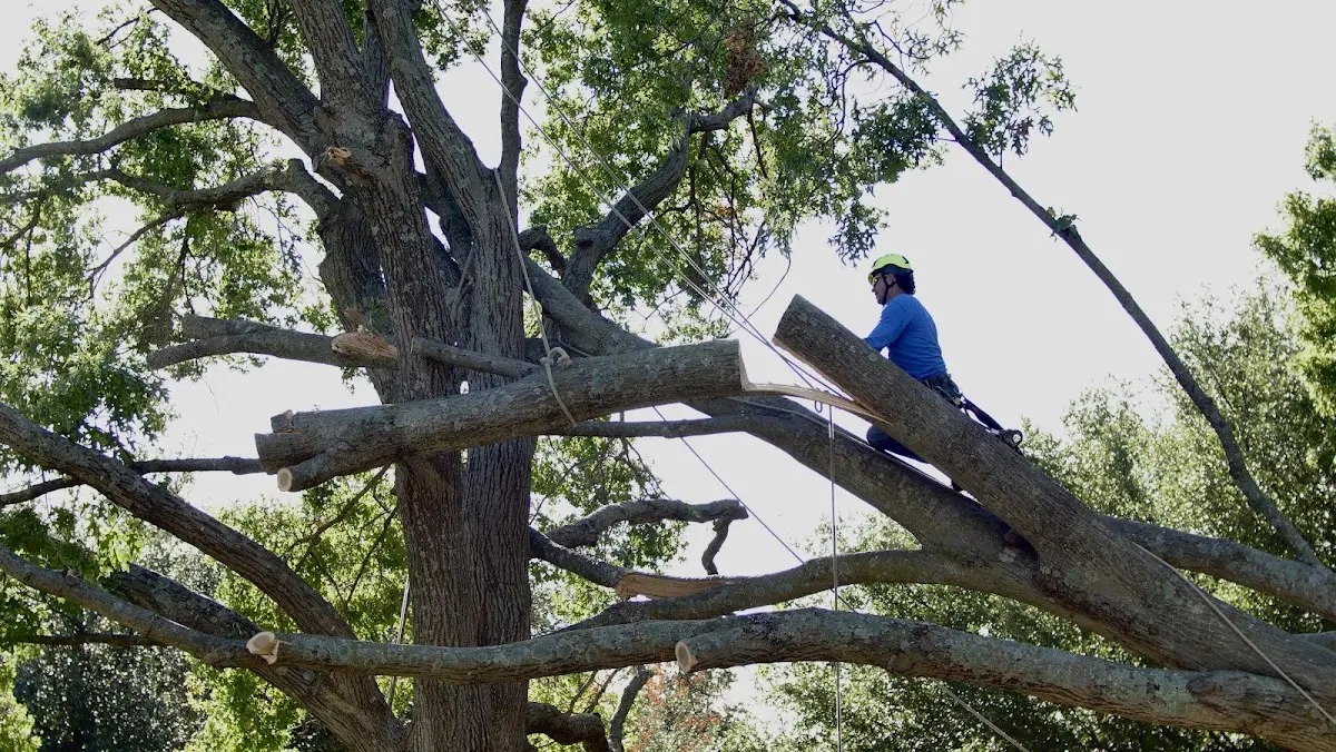Professional Crown Thinning performed by certified arborists in Sumneytown